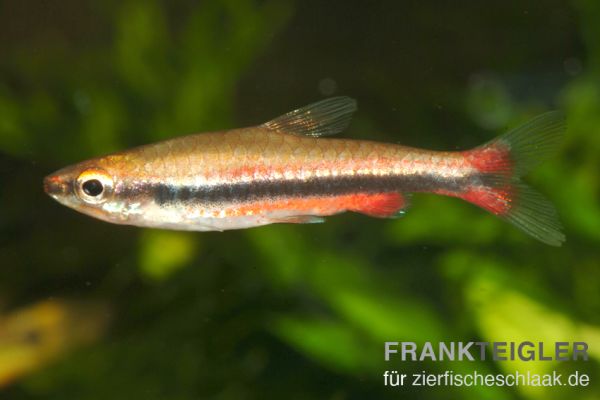 Beckfords Ziersalmler - Nannostomus beckfordi
